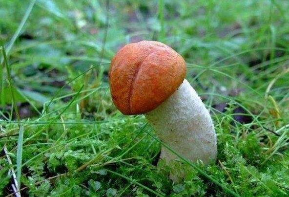 jamur melambangkan kepala penis yang membesar